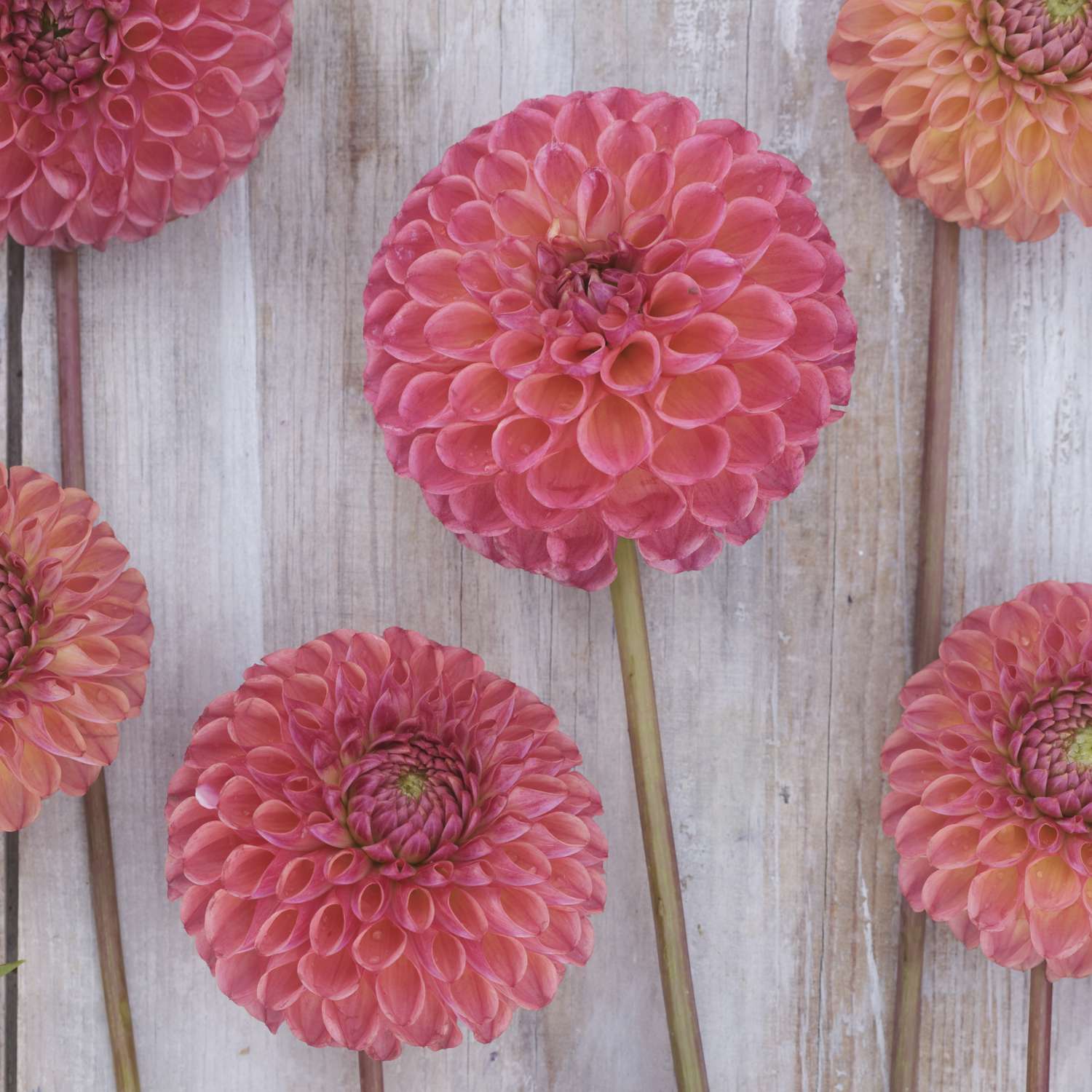 Dahlia 'Hapet Coppery'